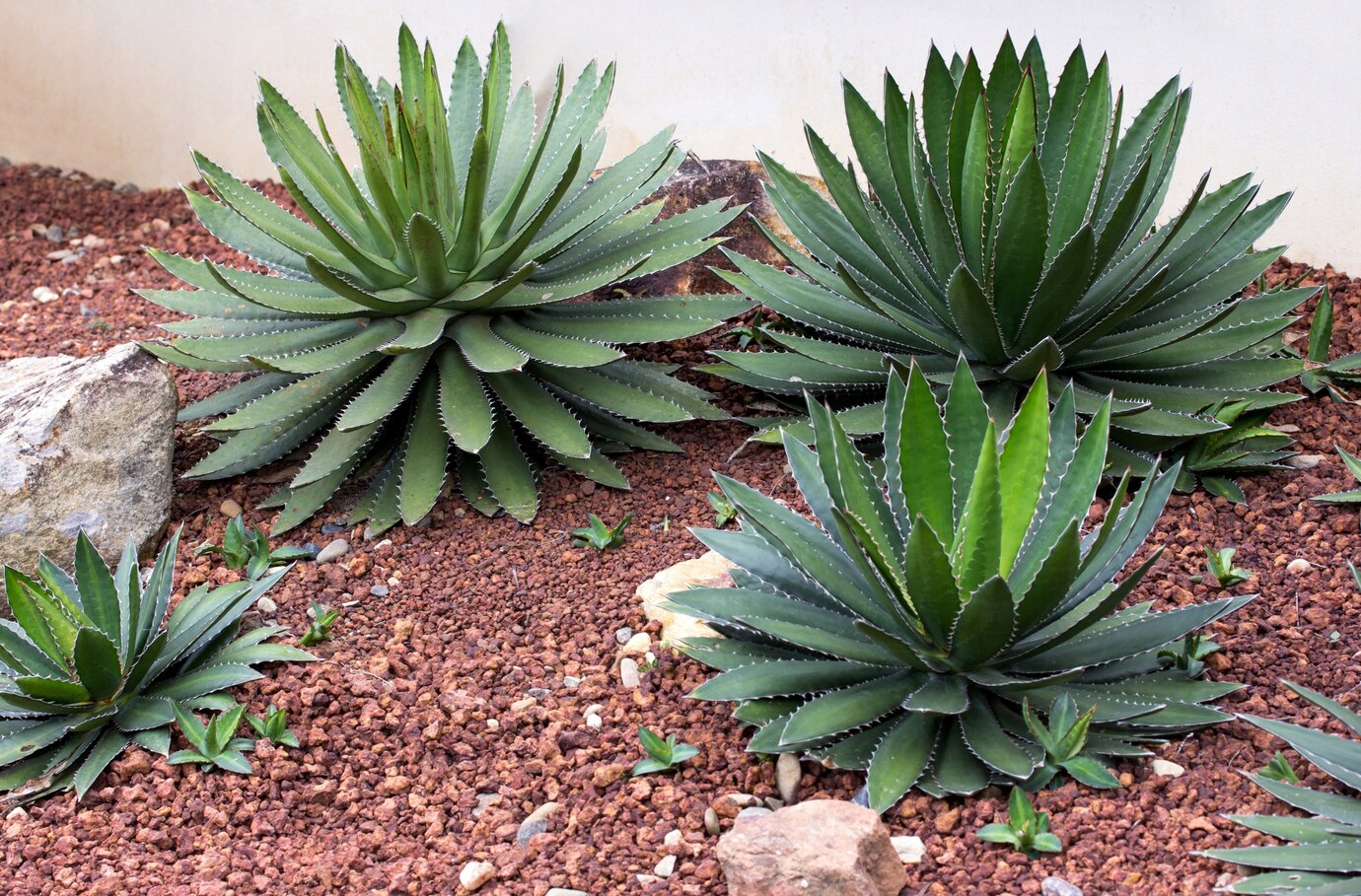 Flores que Gostam de Sol: 20 Espécies Resistentes